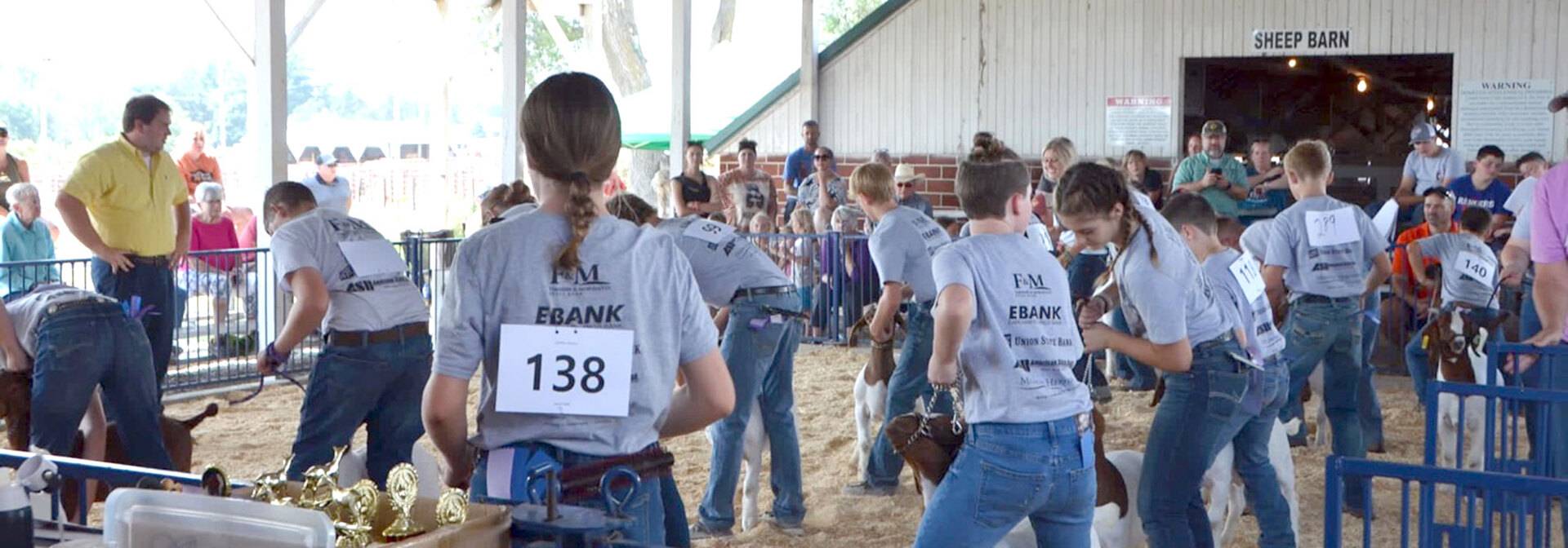 Mutliple young people in gray t-shirts showing sheep at the Madison County Fair